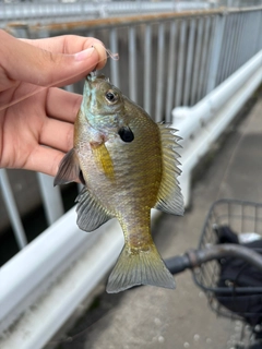 ブルーギルの釣果