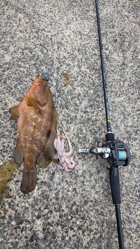 キジハタの釣果