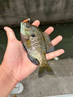 ブルーギルの釣果