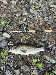 ラージマウスバスの釣果