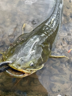 ナマズの釣果