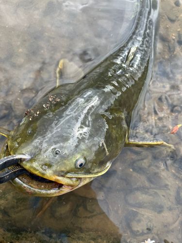 ナマズの釣果