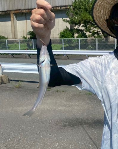 キスの釣果