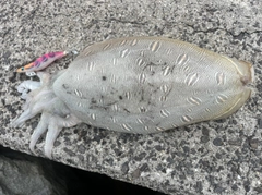 モンゴウイカの釣果