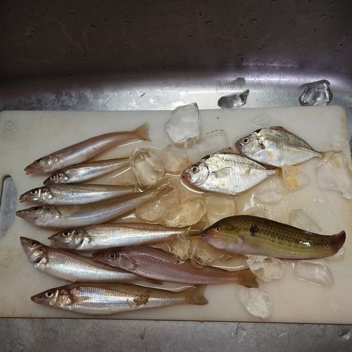 ヒイラギの釣果