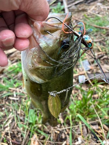 桜川河口（茨城）で釣れたブラックバスの釣り・釣果情報