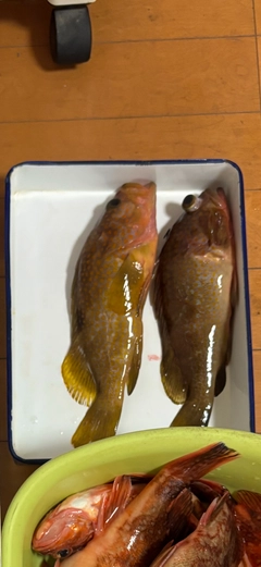 キジハタの釣果