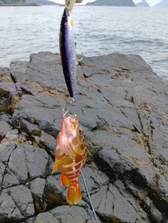 アカハタの釣果