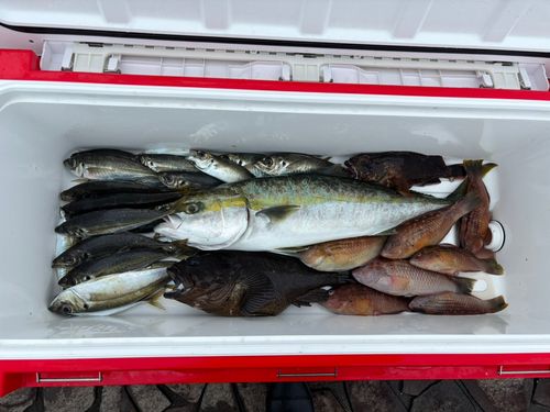 ムラソイの釣果