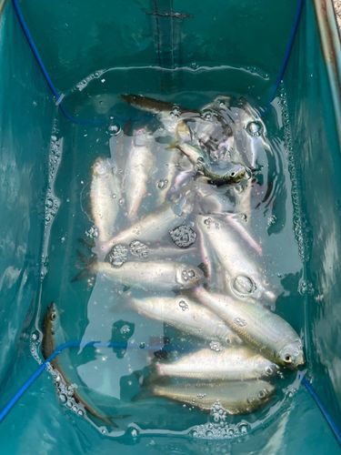カタクチイワシの釣果