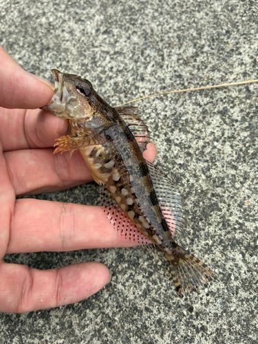 アナハゼの釣果
