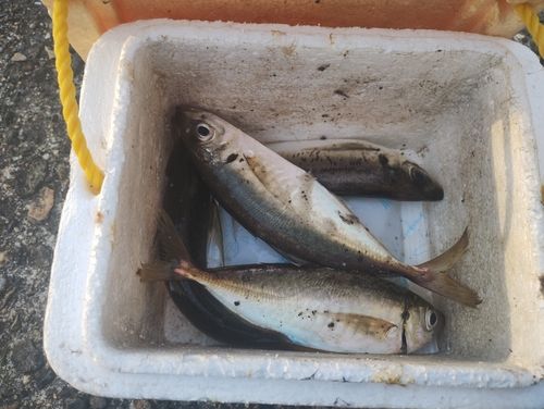 アジの釣果
