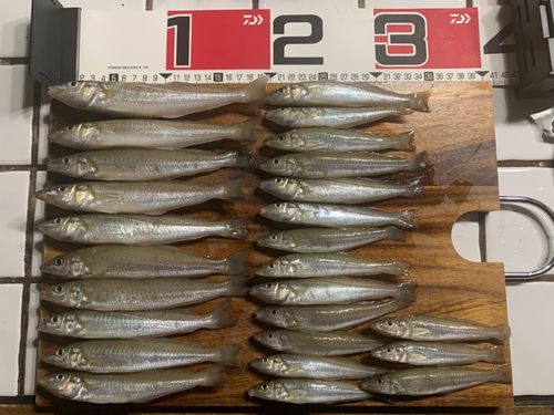 キスの釣果
