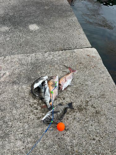 チヌの釣果