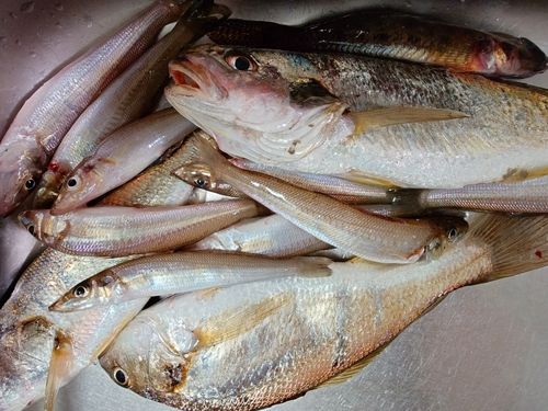 イシモチの釣果