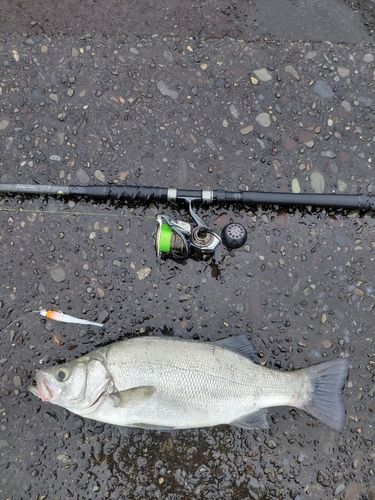 ヒラスズキの釣果