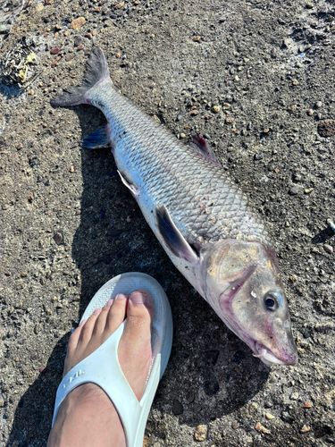 コイの釣果