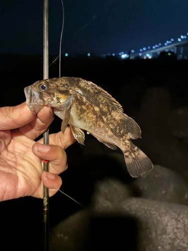 クロソイの釣果