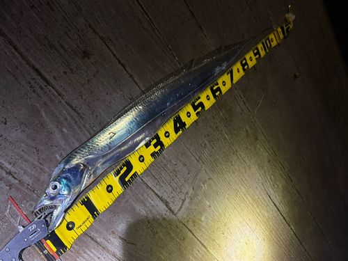タチウオの釣果