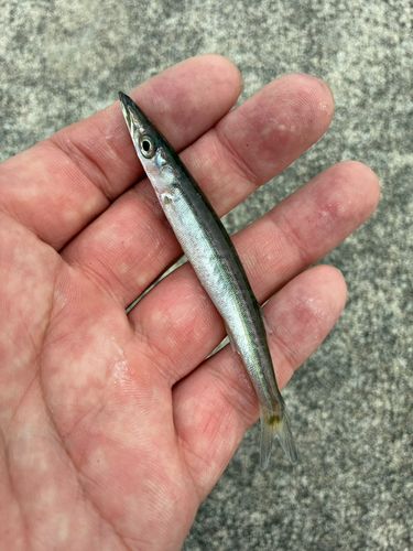 カマスの釣果