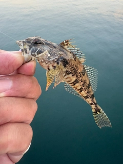 アナハゼの釣果