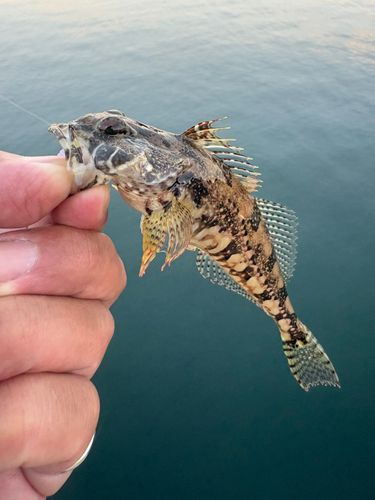アナハゼの釣果