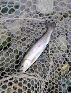 トラウトの釣果