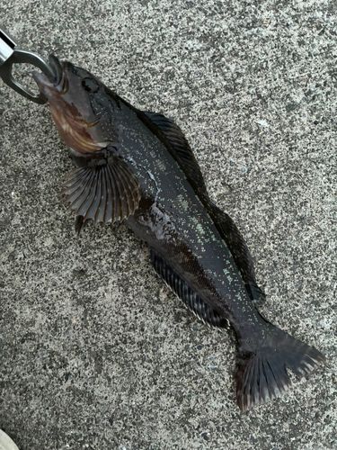 アイナメの釣果