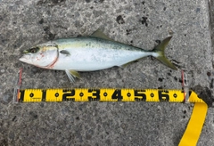 ワラサの釣果