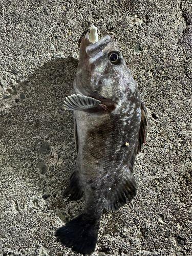 クロソイの釣果