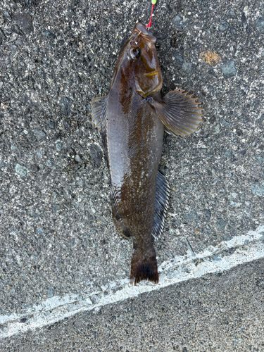 アイナメの釣果