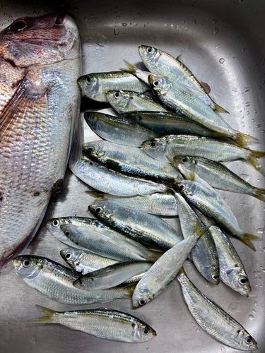 ママカリの釣果