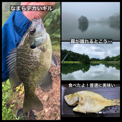 ブルーギルの釣果