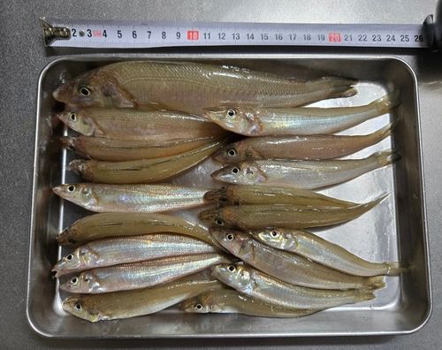 キスの釣果