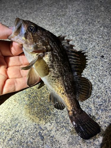 ソイの釣果