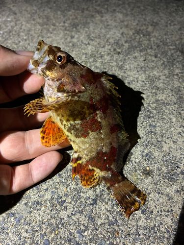 ヨロイメバルの釣果