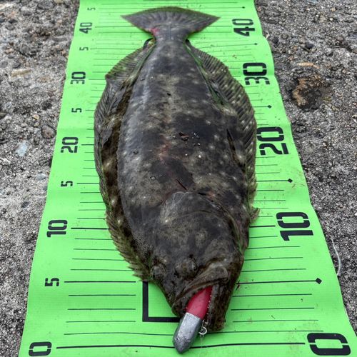 ヒラメの釣果