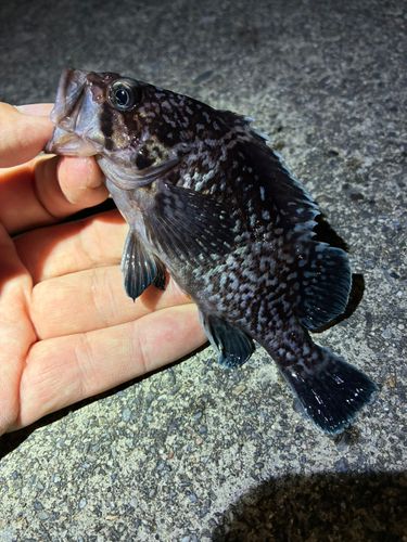 ソイの釣果