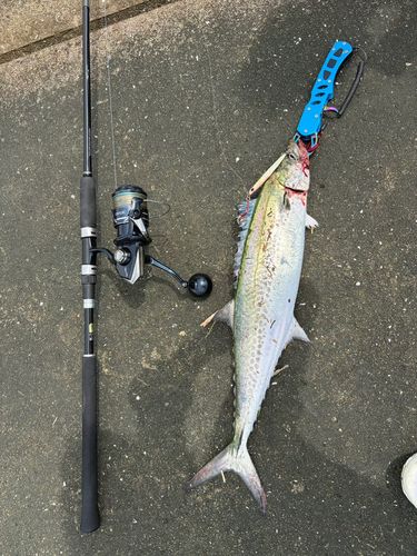サゴシの釣果