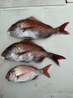 タイの釣果