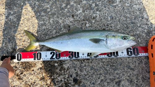 イナダの釣果