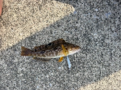 アイナメの釣果
