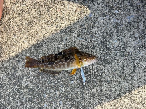 アイナメの釣果