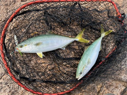 ヤズの釣果