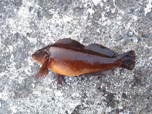 クジメの釣果