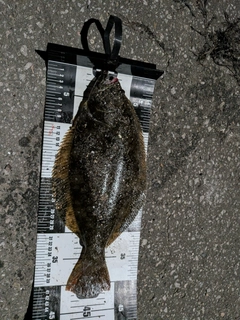 ヒラメの釣果