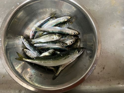イワシの釣果