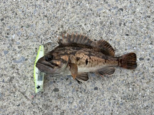 クロソイの釣果