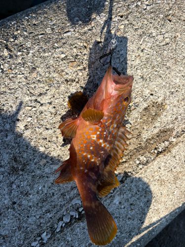 キジハタの釣果