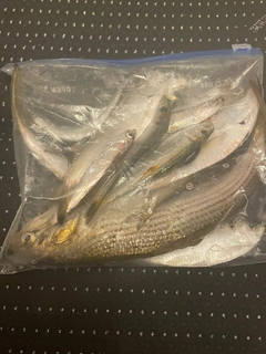 サッパの釣果